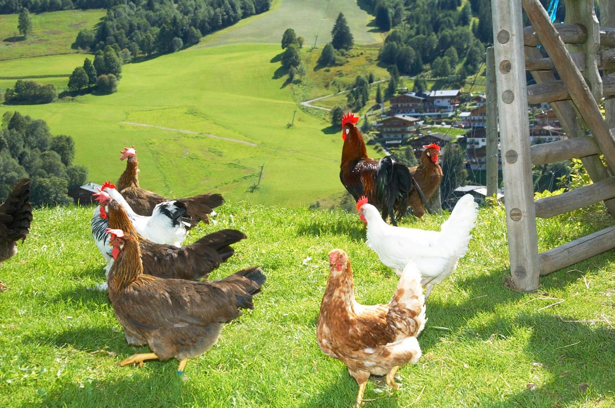 Aparthotel Feriengut Hasenau Saalbach-Hinterglemm Esterno foto